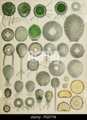 This image illustrates a scientific classification of animals, focusing ...