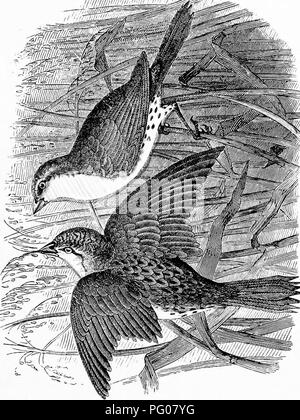 . Our own birds; a familiar natural history of the birds of the United States. Birds. . Please note that these images are extracted from scanned page images that may have been digitally enhanced for readability - coloration and appearance of these illustrations may not perfectly resemble the original work.. Baily, William L; Cope, E. D. (Edward Drinker), 1840-1897. Philadelphia, J. B. Lippincott &amp; Co. Stock Photo