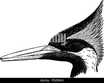 . The woodpeckers. Woodpeckers. 70 THE WOODPECKERS ting edge. It is a tapering, square-ended, flat- sided tool, -rather six-sided at the base and holding its bevel and angles to the tip. The woodpecker's bill is a pick, not a chisel. It is used like a pick, being driven home with a heavy. Head of Ivory-billed Woodpecker. blow and getting its efficiency from its own weight and wedge-shape and from the force with which it is impelled. Watch the downy wood- pecker at his work and see what sturdy blows he delivers, pausing after each one to aim and drive home another telhng stroke. This is pick- a Stock Photo