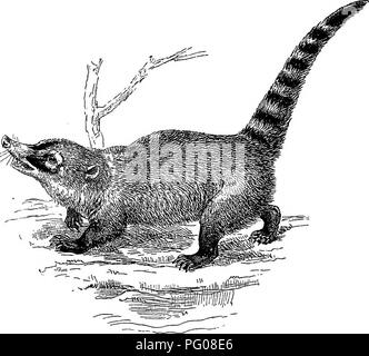 different types of moss on a tree trunk Stock Photo - Alamy