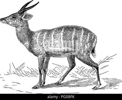 Reitbok hi-res stock photography and images - Alamy