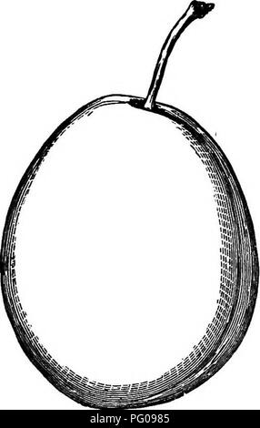 . The American fruit culturist, containing directions for the propagation and culture of all fruits adapted to the United States. Fruit-culture. Fig. 760.—Sharp's Emperor. Fig. 761-'—Victoria. Schenectady. Size small or nearly medium, roundish, slightly nar- rowed to the apex; suture rather shallow; skin deep purple- violet in the shade, slightly netted on the sunny side; stalk three-fourths of an inch long, slender; cavity deep, narrow ; flesh greenish-yellow, melting, sweet, rich, excellent, next to the Green Gage in quality, ripening last of August. Shoots rather slender, smooth. Tree extre Stock Photo