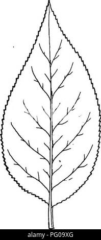 . Selected western flora : Manitoba, Saskatchewan, Alberta . Botany; Botany; Botany. Fig. 22. — Populus alba. Fig. 23. — Populus balsami- fera (Western form). XIX. BETULACE^ (Birch Family). Monoecious trees or shrubs with alternate simple leaves and decid- uous stipules; the sterile flowers in catkins, the fertile often in dense cyUndrioal spikes; ovary 2-ceUed; styles 2.. Please note that these images are extracted from scanned page images that may have been digitally enhanced for readability - coloration and appearance of these illustrations may not perfectly resemble the original work.. Hal Stock Photo