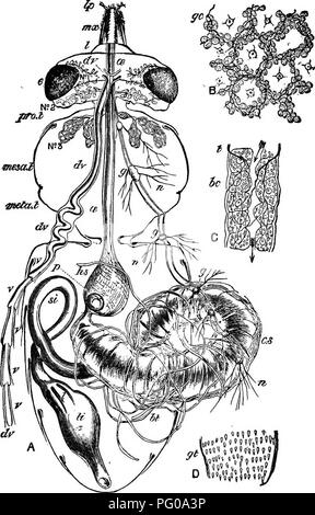 Practical Beekeeping Bees Fig 4 Digestive System Of Bee Magnified Ten Times A Horizontal Section Of