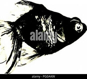 This guide to Japanese goldfish culture provides practical advice on ...