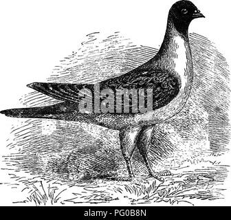 . The practical pigeon keeper. Pigeons. 220 THE PEACTICAL PIGEON KEEPER. house matches is still kept up ;• but the various pigeon Societies which cultivate more ambitious contests are now supported by- men of position and influence, and the pursuit has grown immensely in public favour since the Franco-German war.. MODENESE rLYIHQ PlQEOH. Modena Flying Pigeons.—Before concluding this work, we must briefly mention, the peculiar kind of pigeon-flying prac- tised for centuries past in the city of Modena, as described by Signer Malmusi and Professor P. Bonizzi, summaries of whose notes on the subje Stock Photo