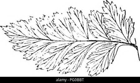 . A natural history of new and rare ferns : containing species and varieties, none of which are included in any of the eight volumes of &quot;Ferns, British and exotic&quot;, amongst which are the new hymenophyllums and Trichomanes . Ferns. Pinna of mature Frond. ASPLENIUM FOLIOLOSUM. Wallich. PLATE XLIV. Athyrium fuliolosum, Asplenium macrocarpum, &quot; decipiens, Aspidium foliolosum, &quot; duhium, &quot; fimhriatum, &quot; squarrosum, &quot; lanceum, Polystichum fimhriatum, Lastrea macrocarpa. MOOEE. Bltjmb. Hookbe. J. Smith. (Not of Desvattx, Fee, or Telpaie.; Mettenius. Wallich. Wallich. Stock Photo