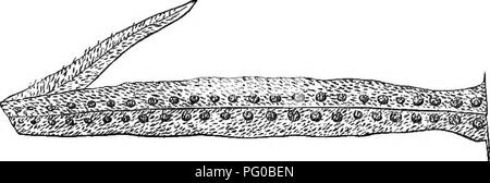 . A natural history of new and rare ferns : containing species and varieties, none of which are included in any of the eight volumes of &quot;Ferns, British and exotic&quot;, amongst which are the new hymenophyllums and Trichomanes . Ferns. Pinna of fertile Frond, under Bide. POLYPODIUM SQUAMATUM. LlNNiEUS. PlUMIER. PLATE XXXIV. Lepicystis squamata, J. Smith. Poll/podium—Polypody. Squamatum—Scaly. In the Section Lepicy.stis of Authors. There are several species which Mr. Smith has formed into a genus, under the name of Lepicystis. They consist of the Polypodium incanum of Swartz, the Polypodiu Stock Photo