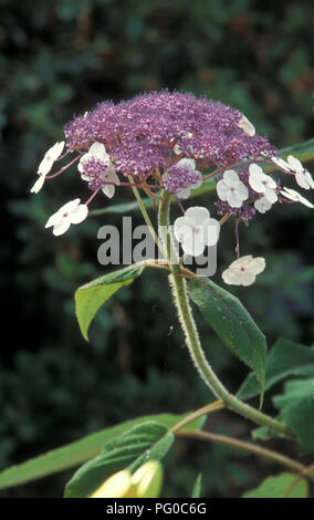 HYDRANGEA ASPERA SUBSP. SARGENTIANA LACECAP FLOWER, COMMONLY KNOWN AS SARGENTS HYDRANGEA, VELVET OR VILLOSA HYDRANGEA. Stock Photo