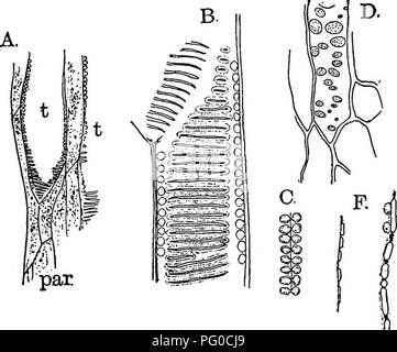 This work explores the morphology and development of mosses and ferns ...