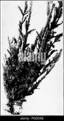 . Manual of tree diseases . Trees. 322 MANUAL OF TREE DISEASES many upright laterals arise and in time large brooms are formed. The foliage of the brooms is yellowish and the leaves smaller than normal. The ultimate effect of the production of. FiQ. 62. — Witches'-broom on black spruce caused by a dwail mistletoe. several brooms, even on an older tree, is slow starvation of the remainder of the tree. As shown in the illustration (Fig. 63), the tree finally dies, the brooms being the last part to succumb.. Please note that these images are extracted from scanned page images that may have been d Stock Photo