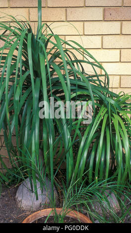 TWO BEAUCARNEA RECURVATA PLANTS, COMMONLY KNOWN AS PONYTAIL PALMS OR ELEPHANTS FOOT) GROWING NEAR THE WALL OF A HOUSE. Stock Photo