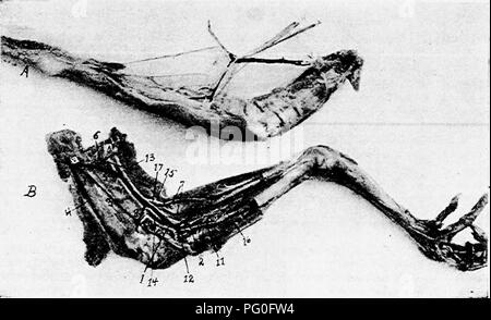 . The anatomy of the domestic fowl . Domestic animals; Veterinary medicine; Poultry. ANGIOLOGY 231 along the posterior surface of the membrane located between the tibia and fibula, and sends branches for the flexor digitorum com- munis et profundus. It then breaks through the membrane, reaches the anterior side and there communicates with the anterior tibial plexus. It gives off branches to the muscles on the anterior side of the lower thigh and the skin, and passes between the outer and the middle malleolus of the tarsal bones. It passes to the plantar surface and divides between the toes. In Stock Photo