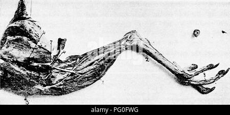 . The anatomy of the domestic fowl . Domestic animals; Veterinary medicine; Poultry. ANGIOLOGY 229 The ischiadic artery (Fig. 69, No. 9) forms the main artery of the posterior extremity. This artery, the largest vessel of that region, is given off from the posterior aorta and passes ventrally over and. Fig. 66.—Blood-vessels and nerves of the posterior extremity. Outside view. i. Anterior tibial artery. 2, Metatarsal artery. 3, Digital arteries. 4, Vena cutaneous crurus. 5, Ischiadic artery. 6, Vena cruralis. 7, Lateral cutaneous branch of the ischiadic nerve. between two of the main lobes of  Stock Photo