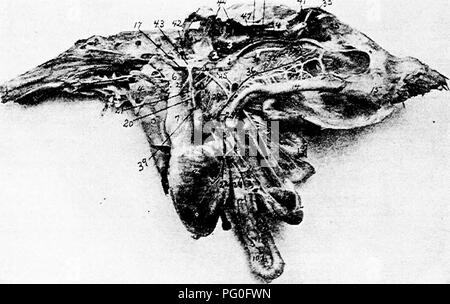 . The anatomy of the domestic fowl . Domestic animals; Veterinary medicine; Poultry. &gt;226 ANATOMY OF THE DOMESTIC FOWL the abdominal muscles. The posterior aorta gives off the spermatic arteries and the ovarian artery. In the male the former supply the testes. The ovarian artery of the female gives off a twig to each calyx containing an ovum. Each calys. is voluminously supplied with blood. Next the renal arteries are given off to the kidneys. I&quot; li. i Fig. 64.—The splanchnic arteries, veins and nerves, i, A portion of the left testes. 2, Adrenal gland. 3, Anterior lobe of kidney. 4, H Stock Photo