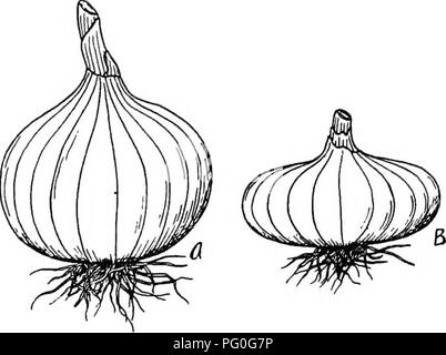 This agricultural botany textbook explores the characteristics of ...