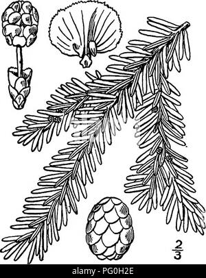 . North American trees : being descriptions and illustrations of the trees growing independently of cultivation in North America, north of Mexico and the West Indies . Trees. Canadian Hemlock 65 The name is Japanese, Tsuga being the name for two of their most impor- tant timber trees. The astringent bark of all the species is extensively used in tanning. Cones ovoid to oval; leaves blunt or notched, flat. Eastern trees; cones stalked. Northern tree; cone-scales nearly round, appressed. i. T. canadensis. Southern tree; cone-scales oblong, longer than wide, spreading. 2. T. caroUniana. Western t Stock Photo