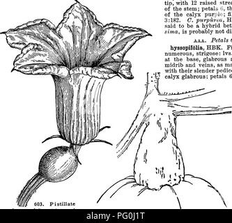 . Cyclopedia of American horticulture, comprising suggestions for cultivation of horticultural plants, descriptions of the species of fruits, vegetables, flowers, and ornamental plants sold in the United States and Canada, together with geographical and biographical sketches. Gardening. 412 CUPHEA CUPHEA toothed, scarlet at the base, yellow towards the top, greenish at the mouth; stamens and filaments red: ovary 2-celIed, many-seeded. Mex. HBK. Nov. Gen.. i. Pistillate flower of Cucurbita maxima Hubbard Sauash (X%). 604. Stem of Cucurbita maxima—Hubbard Squash, Sp. 6, p. 209, t. 551. R.H. 1857 Stock Photo