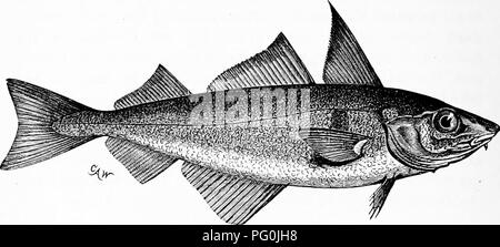 . Zoology : for students and general readers . Zoology. 458 ZOOLOQT. is long and narrow, and the viviparous eel-pout (Zoarces), the cottoids or sculpins, and a number of allied forms, wo come to the hake {Merlucms hilinearis frill), the haddock {Melano- grammus mglejinus Gill, Fig. 431), and cod (Gadus morrhua. Fio:. 491.âTlie Haddock, Melanogranimus a^glejimts.- â uralini. -From the AmeHcan N'at- Limi., Fig. 422), all of which extend northwards from Cape Hatteras, the cod abounding on both sides of the Atlantic, being a circumpolar fish. The cod does not, as formerly supposed, migrate along t Stock Photo