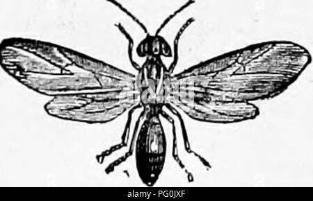 . Zoology : for students and general readers . Zoology. Fig. 363.—Gall-fly of oak.. Please note that these images are extracted from scanned page images that may have been digitally enhanced for readability - coloration and appearance of these illustrations may not perfectly resemble the original work.. Packard, A. S. (Alpheus Spring), 1839-1905. New York : Henry Holt Stock Photo