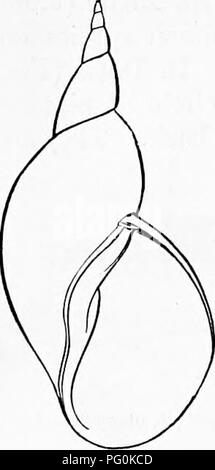 This zoology textbook provides an accessible introduction to animal biology, with detailed illustrations of various animal species and their anatomical features. It covers topics like respiration, digestion, reproduction, and nervous systems in various animals, with a focus on invertebrates. Stock Photo