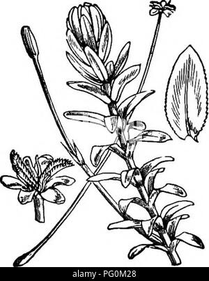 . Animal activities; a first book in zoo?logy. Zoology; Animal behavior. MATERIAL FOR STUDY.. Fig. 7.—An American Pond- weed. Another method of purifying the air in water consists in forcing a stream of air through it. This is not prac- ticable in most schoolrooms. Pouring fresh water against the side of the aquarium in such a way that many bub- bles of air are caught in the descending stream is a common and easy method. Large aquaria frequently have a constant supply of running water with a regular outflow. Such aquaria are hardly neces- sary in most schools. Small rectangular glass vessels a Stock Photo