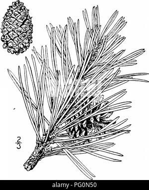 . North American trees : being descriptions and illustrations of the trees growing independently of cultivation in North America, north of Mexico and the West Indies . Trees. 28 The Pines dropping their seed promptly, but sometimes remain closed on the branches for many years, the seeds retaining their vitality; the scales are thin, concave, the rounded apex ridged and shghtly thickened into a narrow, oblong dark knob, terminated by a long, slender, more or less recur-ed and often deciduous spine, bright reddish purple on the unexposed surfaces; seed about 2 mm. long, dark reddish browTi with Stock Photo