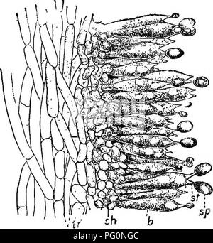 . Beginners' botany. Botany. STUDIES IN CRYPTOGAMS 195. Fig. 286. —Part of Gill of the Cul- tivated Mushroom. ir, trama tissue; j/i, hymenium; 5, basidium; sii sterigma; sp, spore. (Atkinson.) nection with which the spores are borne. These aerial parts are the only ones we ordinarily see, and which constitute the &quot;mush- room&quot; part (Fig. 131). Only asexual spores (ba- sidiospores) are produced, and on short stalks (basidia) (Fig. 286). In the puff- balls the spores are inclosed and constitute a large part of the &quot;smoke.&quot; In the mushrooms and toadstools they are borne on gill Stock Photo