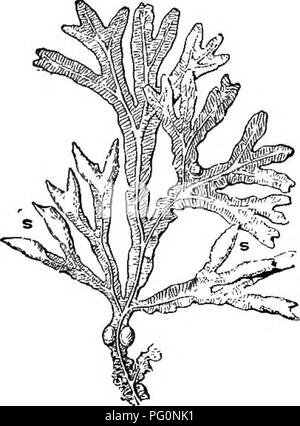 . Beginners' botany. Botany. STUDIES IN CRYPTOGAMS 187 The antheridia, bearing sperm-cells, and the oogonia, each bearing eight egg-cells, are sunken in pits or conceptacles. These pits are aggregated in the swollen lighter colored tips of some of the branches {s, s, Fig. 269). The egg-cells and sperm-cells escape from the pits and fertilization takes place in the water. The matured eggs, or spores, reproduce the fucus plant directly.. Flo. 269. — Fucus. Fruiting branches at s, s. On the stem are-two air-bladders.. Please note that these images are extracted from scanned page images that may h Stock Photo