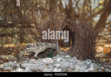 Male and female Greater Bowerbirds (Chlamydera nuchalis) seen here with the bower. Stock Photo