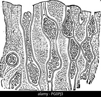 . Physiological botany; I. Outlines of the histology of phænogamous plants. II. Vegetable physiology. Plant physiology; Plant anatomy. 36 THE VEGETABLE CELL IN GENERAL.. addition of water, this cavitj- becomes more clearly defined, the whole mass of the cell swells, and the mucilage can then be made out as a distinctly stratified strnctnre belong- ing apparently as much to the outer as to the inner face of the cell-wall. But if the action of water is prolonged, the stratified ap- pearance vanishes, and the wall becomes optically ho- mogeneous, with the excep- tion of its middle portion, the so