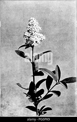 . Our northern shrubs and how to identify them : a handbook for the nature-lover . Shrubs. PRIVET. Privet, Lieuslritm vuleare.. Please note that these images are extracted from scanned page images that may have been digitally enhanced for readability - coloration and appearance of these illustrations may not perfectly resemble the original work.. Keeler, Harriet L. (Harriet Louise), 1846-1921. New York : Charles Scribner's Sons Stock Photo