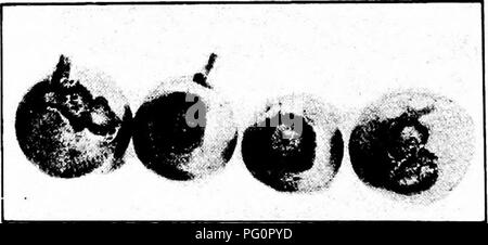 This manual discusses common fruit diseases, including grape anthracnose, a fungal infection affecting Lindley grape canes. The guide provides illustrations and explanations on how to identify and manage this disease, helping farmers protect their crops from fungal damage. Stock Photo