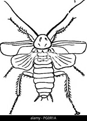 This textbook on agricultural zoology describes the male and female common cockroach (Blatta orientalis), detailing their anatomy, behavior, and economic impact in agricultural settings. Stock Photo