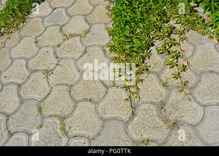 Beautiful green leaves and branches of virginia creeper, victoria creeper, five-leaved ivy, five-finger flower on sunlight and road tiles in gray Stock Photo