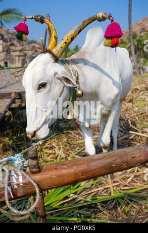 White cow with painted horns wearing decorations and bells on farm in Hampi, India. Stock Photo