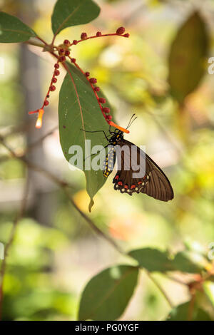 Common rose butterfly Pachliopta aristolochiae perches on a leaf on a tree in a garden. Stock Photo