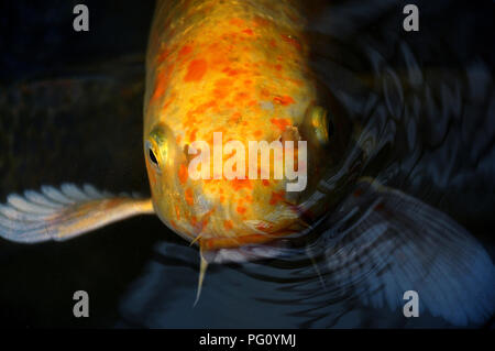 Closeup portrait of golden yellow koi carp fish in the dark water pond Stock Photo