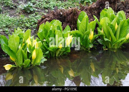Lysichiton americanus. Western skunk cabbage in an English bog garden. Stock Photo