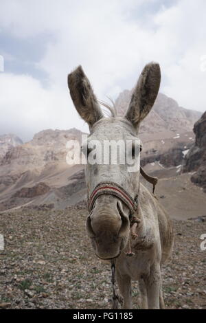 A portrait of a white donkey in the Fann Mountains, Tajikistan Stock Photo