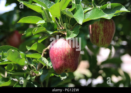 Red apple clode-up detail on orchard tree in the sunshine Stock Photo