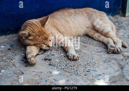 an adorable cat sleeping on the street Stock Photo