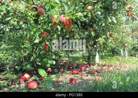 Autumn orchard with fruit trees full of red apples and ripe, rotten on the ground . Stock Photo