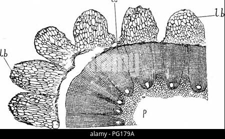 . Studies in fossil botany . Paleobotany. LEAVES OF CALAMARIEAE 39 sheath at the base. Each leaf is traversed by a vein, and further to the interior the commissural vascular bundles of the node are visible. It is possible that in many cases the sheath became split up as the stem increased in thickness. Immediately below a node the cortex of the stem shows in some specimens a number of prominent ribs, corresponding to the bases of the verticillate leaves. Fig. 13.—Catamites, sp. Part of transverse section close to a node, showing the prominent leaf-bases, Lb. x, secondary wood ; /, fisttilar pi Stock Photo