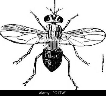 . A manual of veterinary hygiene. Veterinary hygiene. PAEASITES 431 The Muscidce are a very large family, several of which are not only blood-suckers but transmitters of disease. Musca domestica, the common house-fly, lays its eggs in horse manure and here the maggots feed. Horses may be largely prevented from attacks by the use of netting or a body cover, also by keeping the stable dark, and hanging up bushes or strings for the flies to settle on; further the insects may be driven out by smoke. All these measures are only partly successful by themselves, and more valuable when combined. Well  Stock Photo