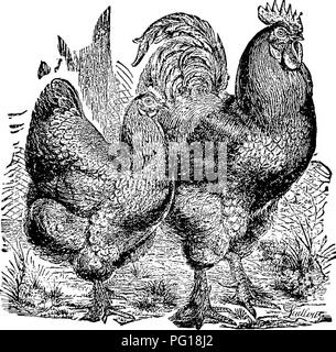 cochin large fowl Stock Photo - Alamy