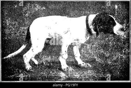 A veterinary reference on diagnosing internal diseases in domestic ...