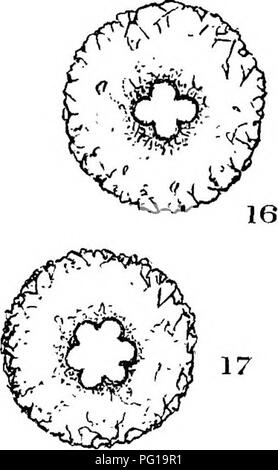 . The British freshwater Rhizopoda and Heliozoa. Rhizopoda; Heliozoa; Freshwater animals. 14,. Please note that these images are extracted from scanned page images that may have been digitally enhanced for readability - coloration and appearance of these illustrations may not perfectly resemble the original work.. Cash, James, 1839-1909; Hopkinson, John, 1844-1919. joint author; Wailes, George Herbert, 1862-. London, Printed for the Ray Scociety Stock Photo