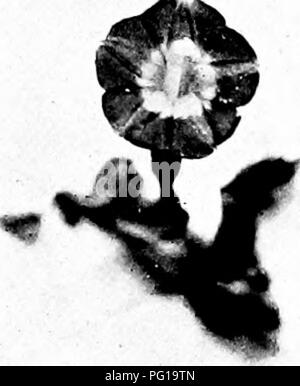 This text on plant heredity and evolution explores the transmission of ...