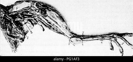 . The anatomy of the domestic fowl . Domestic animals; Veterinary medicine; Poultry. 228 ANATOMY OF THE DOMESTIC FOWL long branch to the caeca. Branches of the posterior mesenteric^ artery anastomose with branches of the anterior mesenteric. The crural arteries (Fig. 64, No. 31) are given off in a pair from the posterior aorta. They pass through the mass of the lobes of the kidneys, at about the median region, and extend out of the pelvic cavity in front of. the spine and ilio-pubic hgament. The crural, or the external iUac artery, is divided into three branches as follows: First, the internal Stock Photo